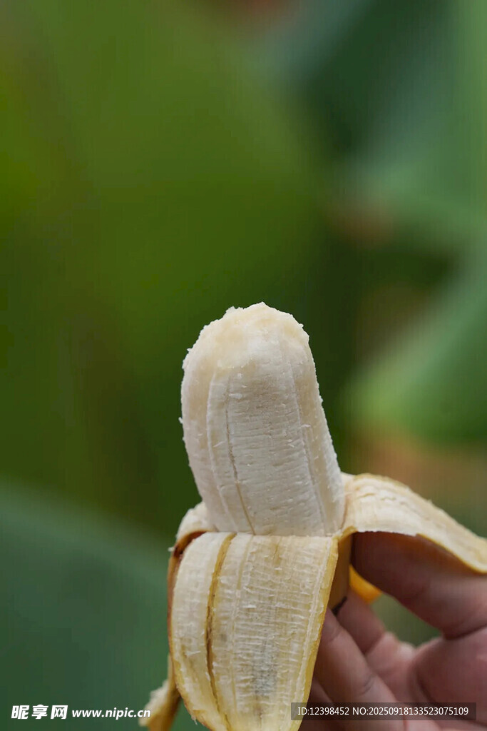 剝開的新鮮香蕉