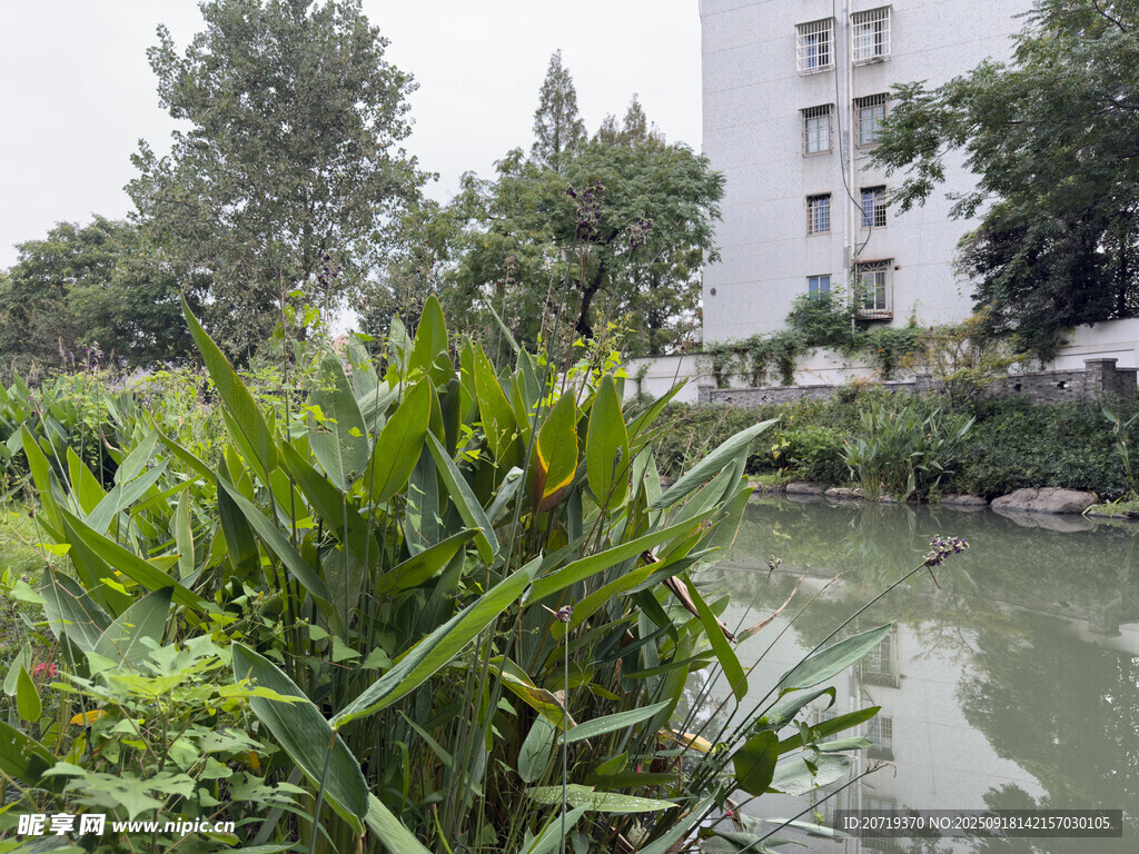 池塘邊的綠植景觀