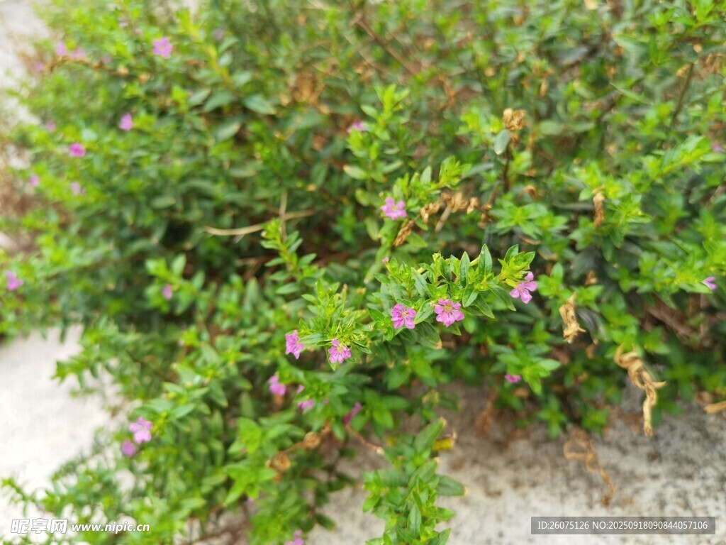 綠葉叢中綻放的粉色小花