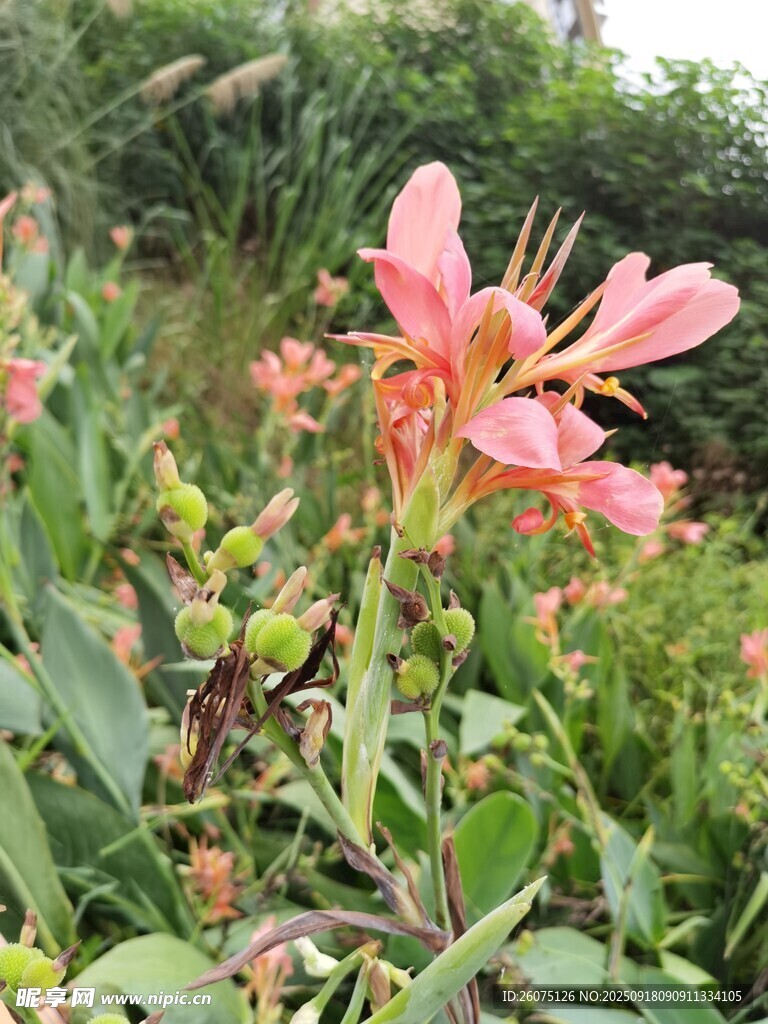 嬌艷粉色花卉綻放于綠野