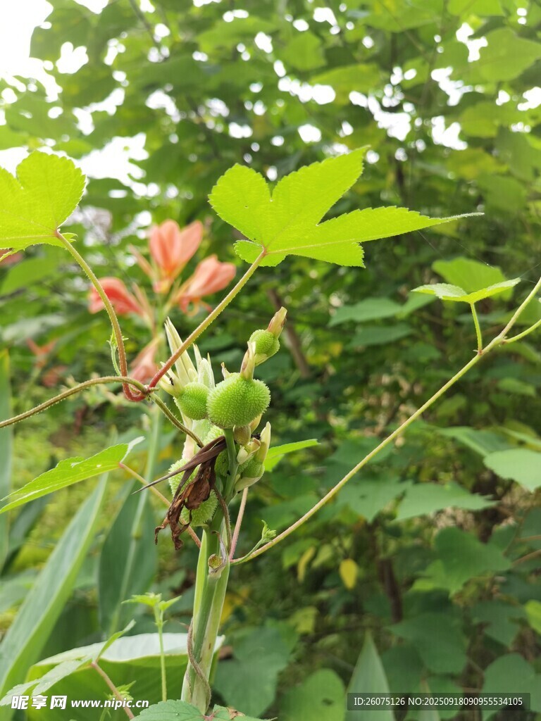 綠葉間的艷紅花朵