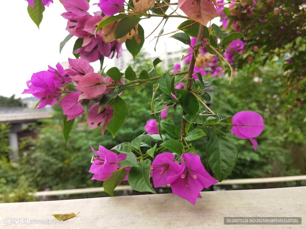 嬌艷三角梅綻放于戶外