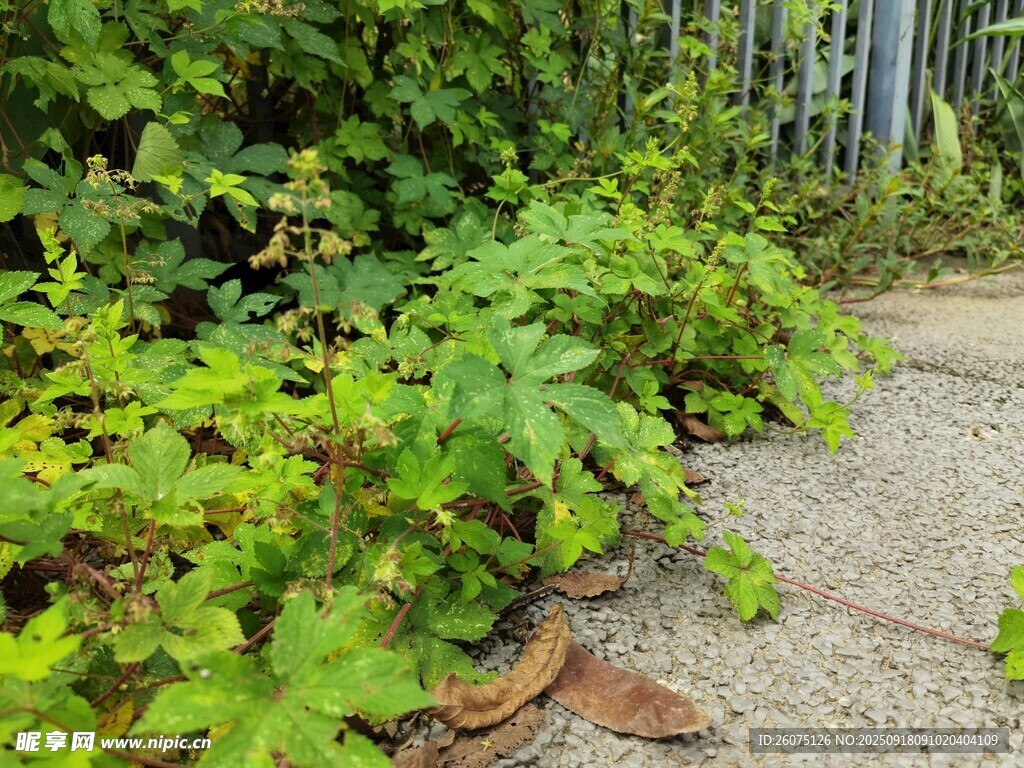 路邊綠植旁的棕色物件
