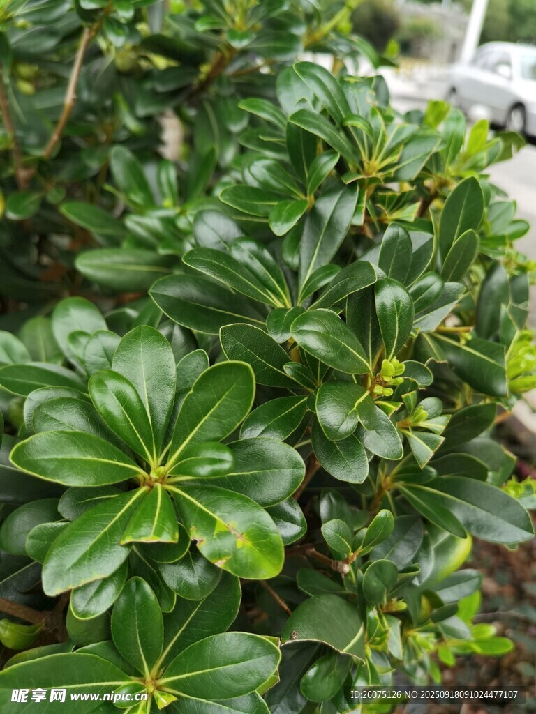 綠葉繁茂的綠植景觀