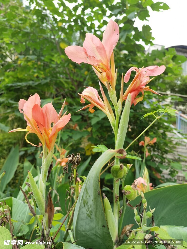 嬌艷粉色花朵綻放綠葉間