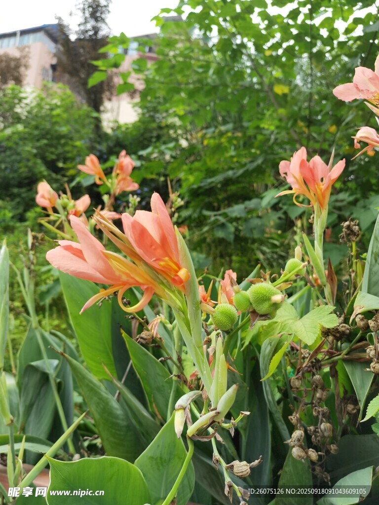 嬌艷綻放的橙紅色花朵