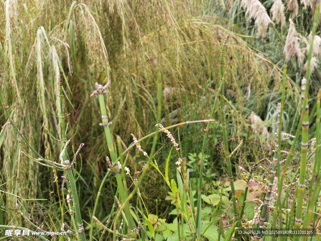 野外叢生的各類草本植物