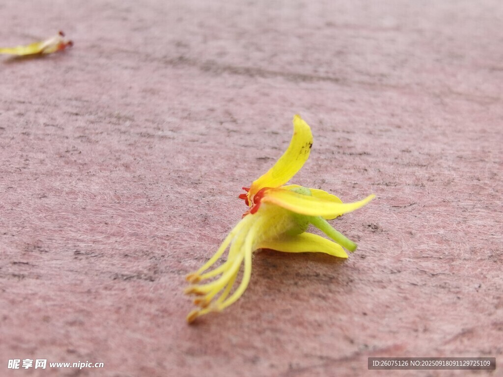 地上的黃色落花