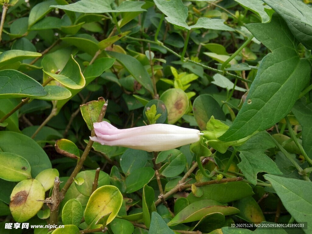 綠葉間的粉色別致花朵