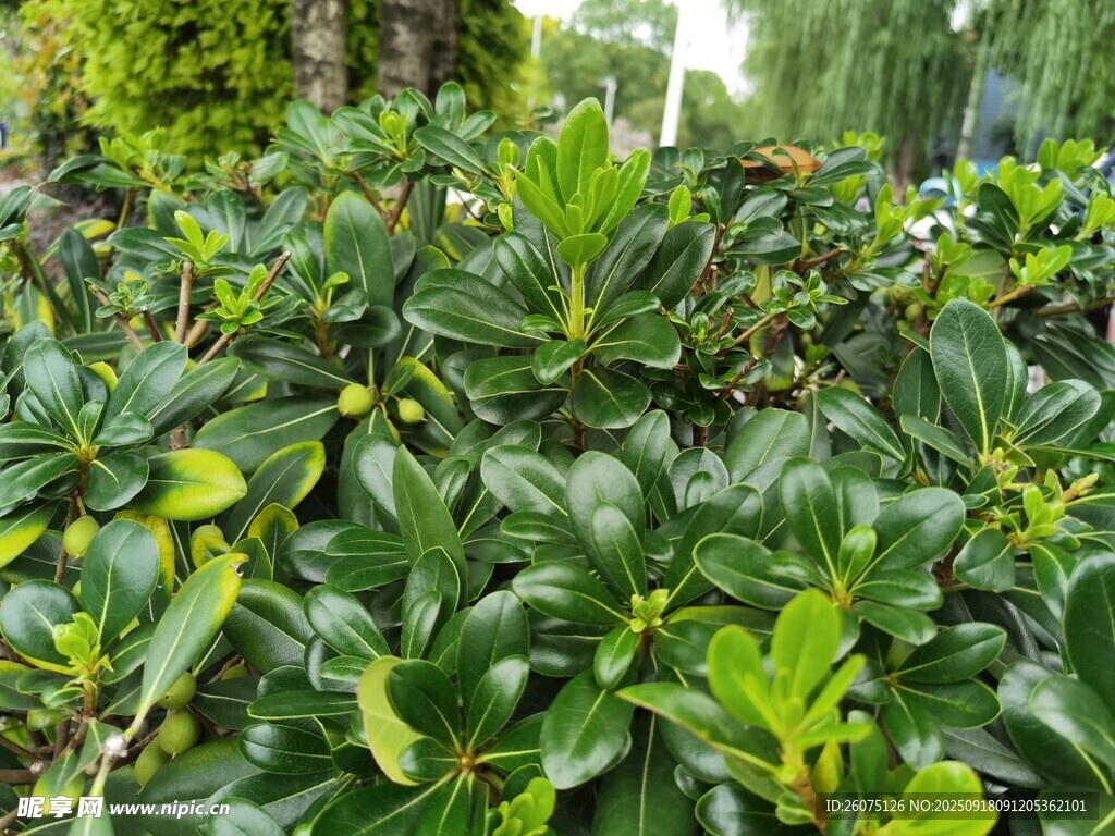 翠綠繁茂的灌木植物