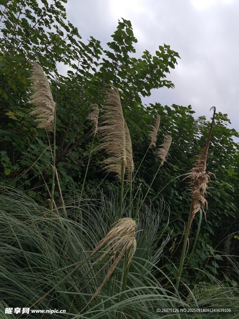 戶外搖曳的蒲葦植物景觀