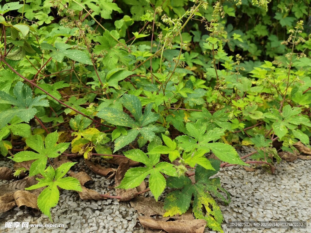 綠葉繁茂的地面植物景觀