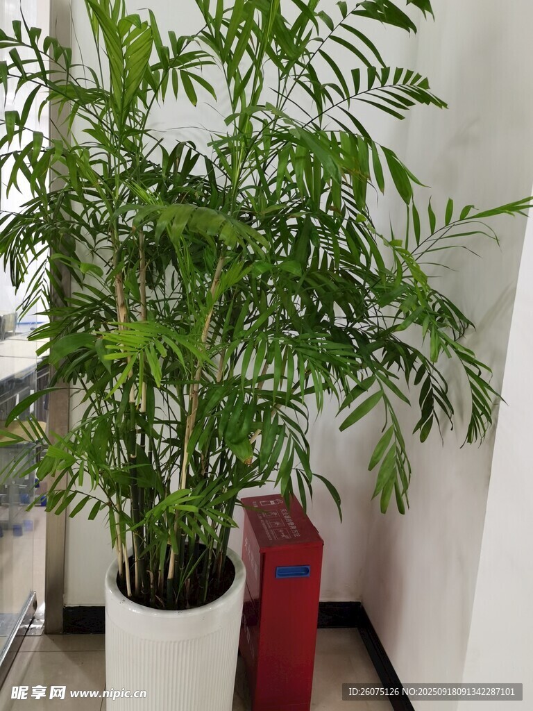 室內(nèi)綠植鳳尾竹盆栽