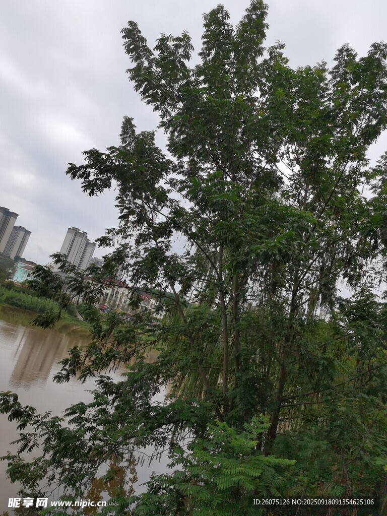河畔綠樹城市中的自然景致
