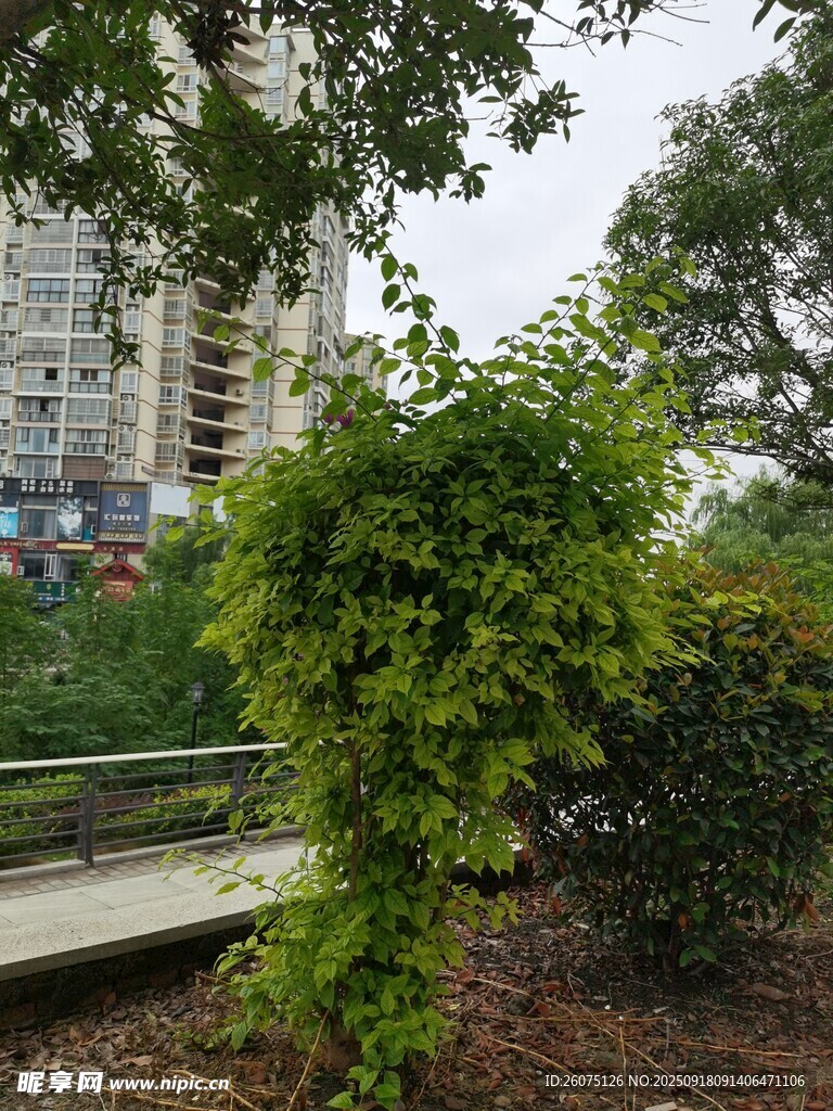 城市中繁茂的綠植景觀