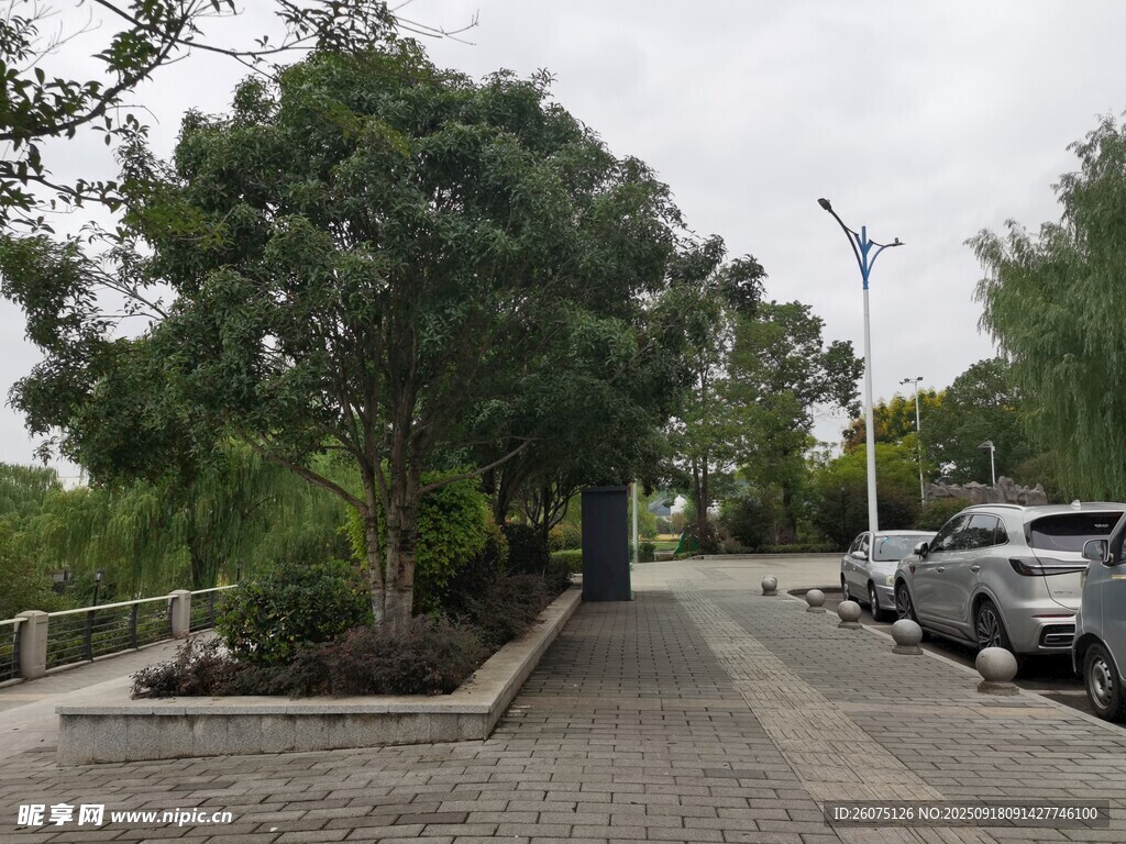 路邊綠樹成蔭的停車場景