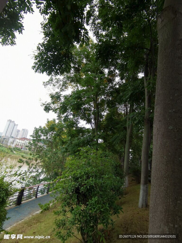 林蔭下的綠意風(fēng)景