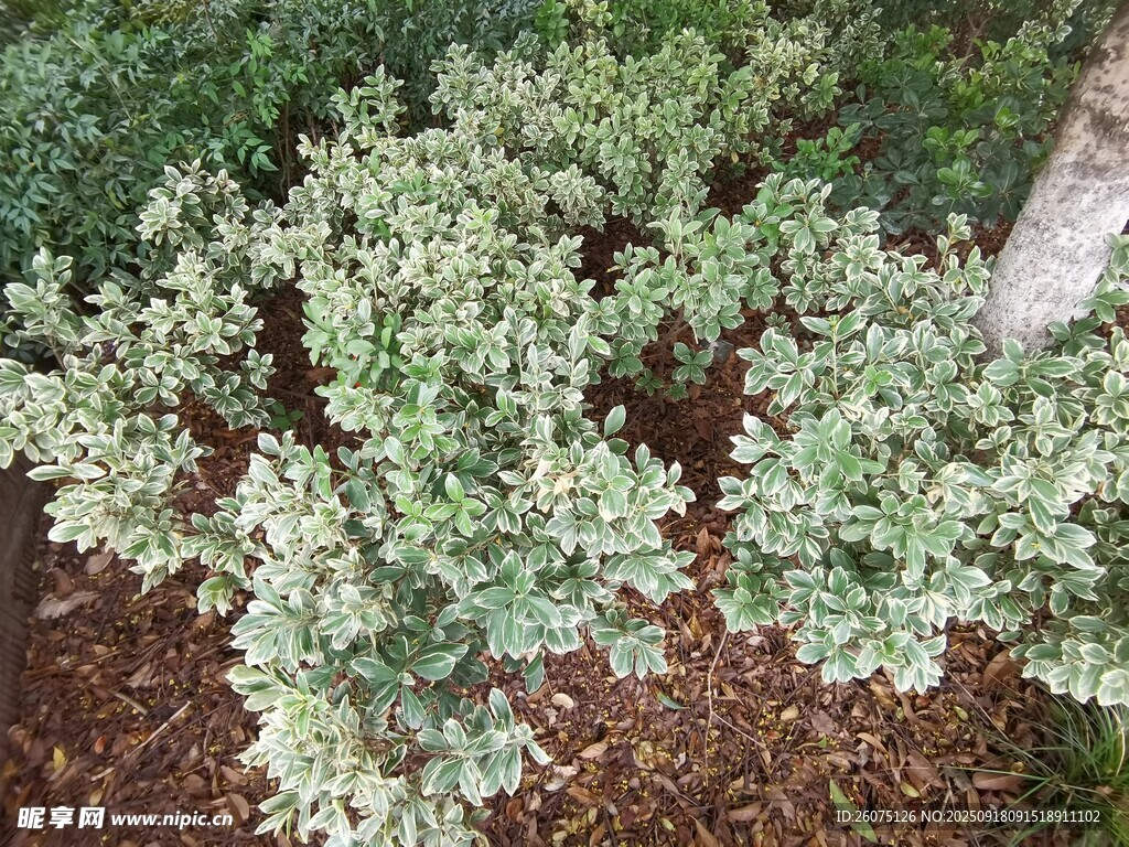 綠葉植物地面覆蓋景觀