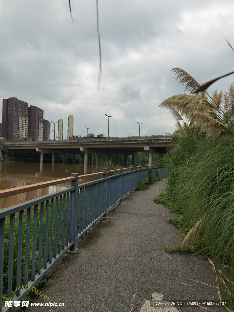 城市小道旁的綠植與高架橋