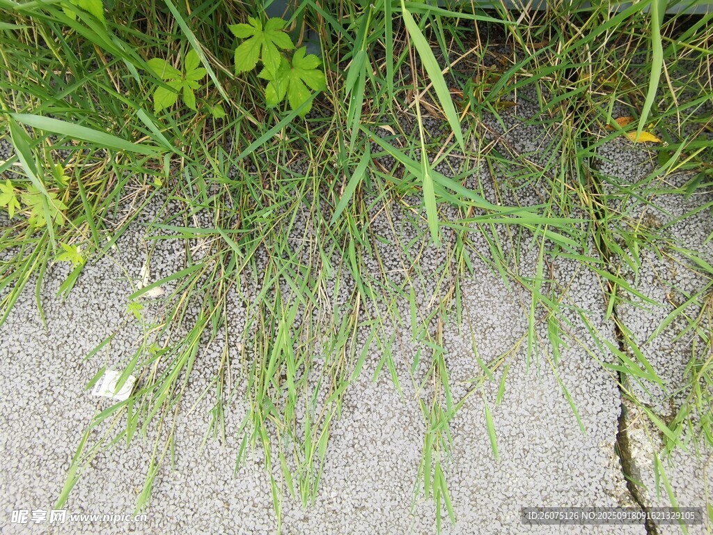 路邊草叢中的嫩綠植物
