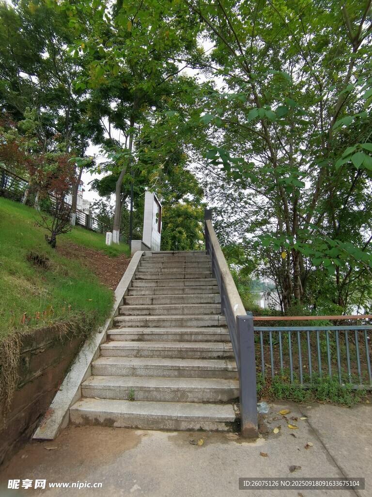 林間石階與綠植