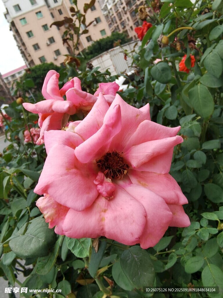 嬌艷綻放的粉色月季花
