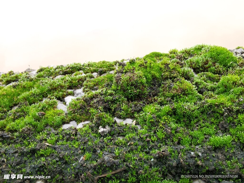 翠綠苔蘚景觀