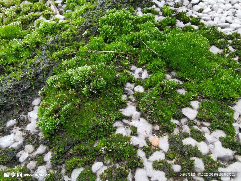 青苔覆蓋的碎石景觀