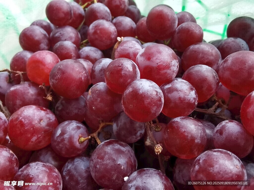 飽滿深紅葡萄特寫