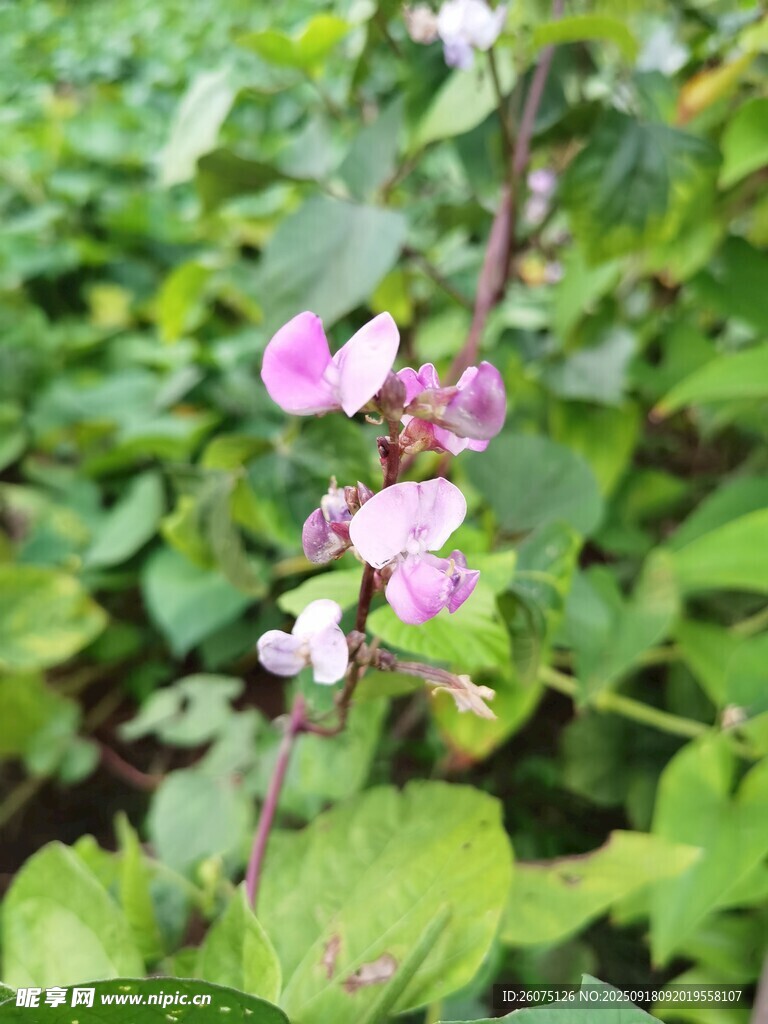 粉色小花綻放綠葉間