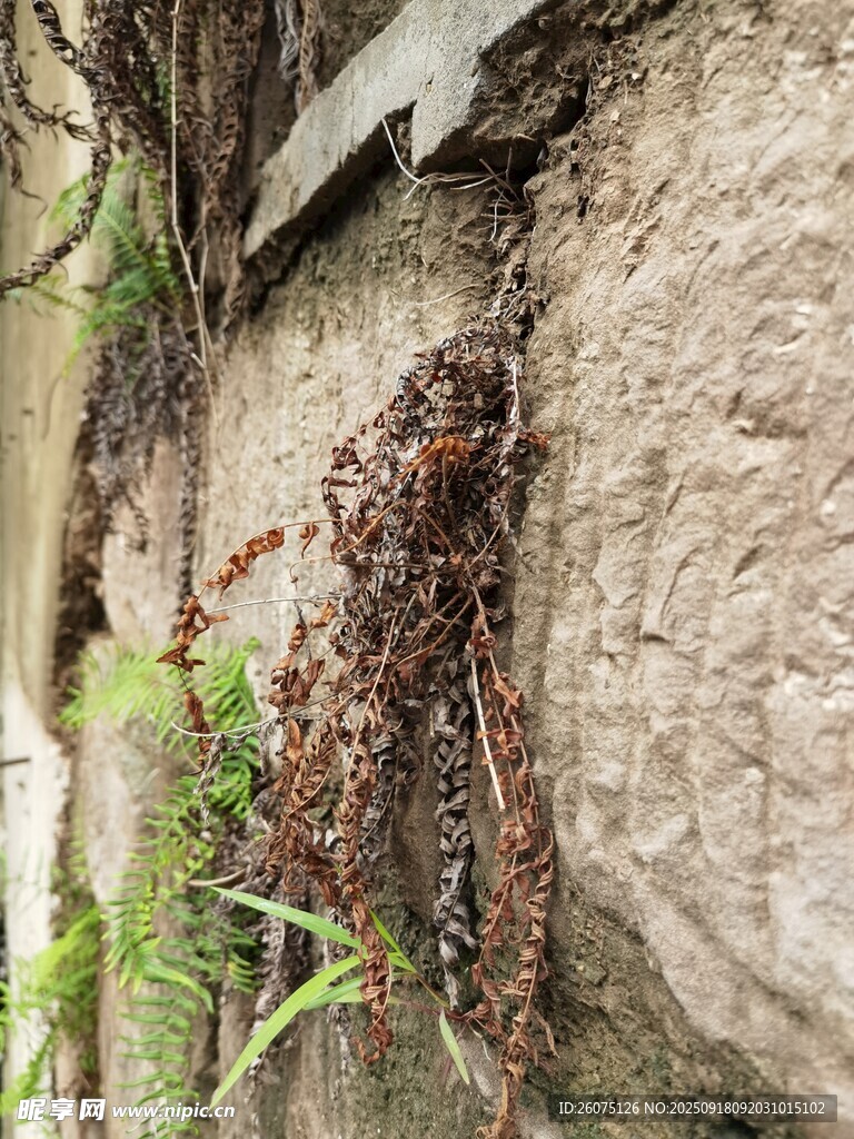 石縫中枯萎的蕨類植物