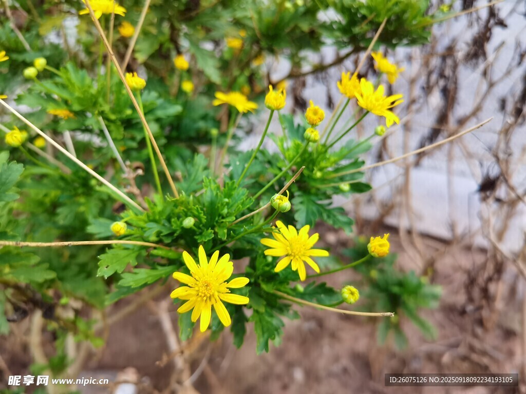 枝頭綻放的明艷小黃花