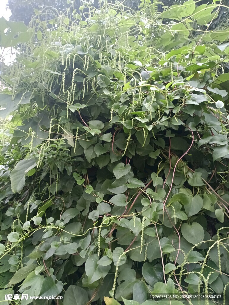 繁茂綠植藤蔓景觀