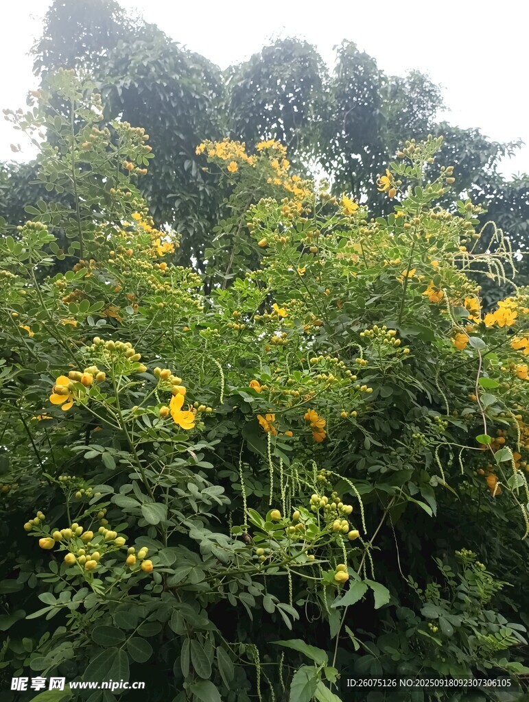 綠葉間綻放的黃色花朵