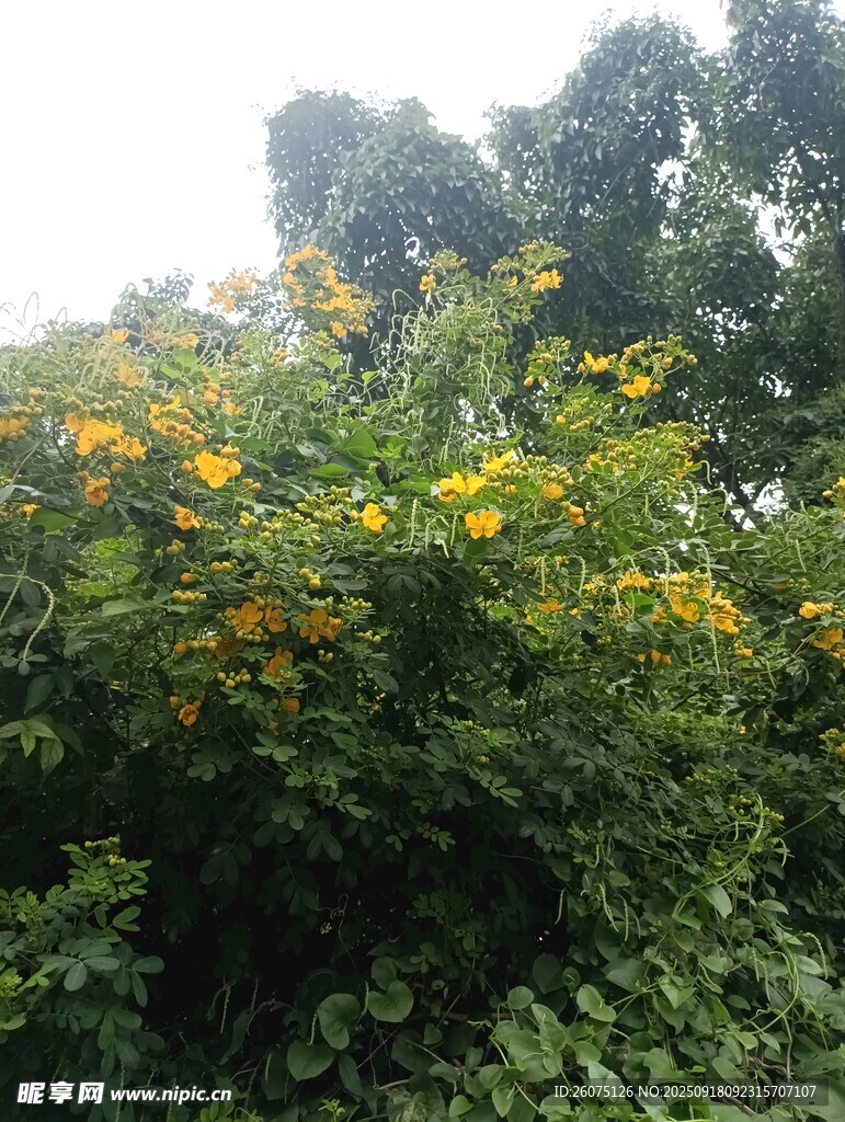 繁茂花叢中的燦爛黃色花朵