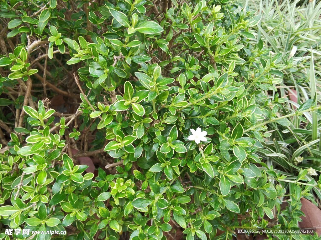 綠葉叢中的白色小花