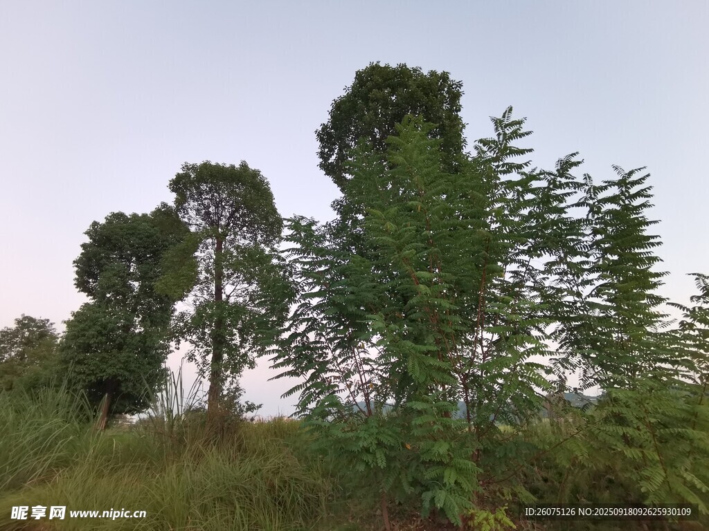 野外蔥郁樹(shù)木景象