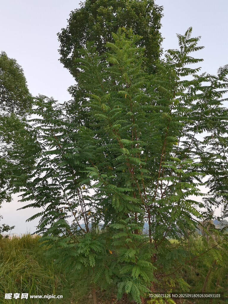 綠葉繁茂的高大樹木