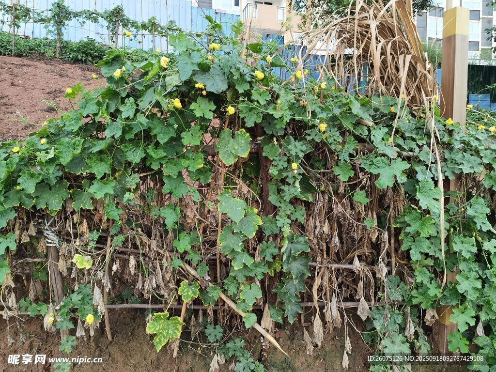 藤蔓植物覆蓋的戶外場景
