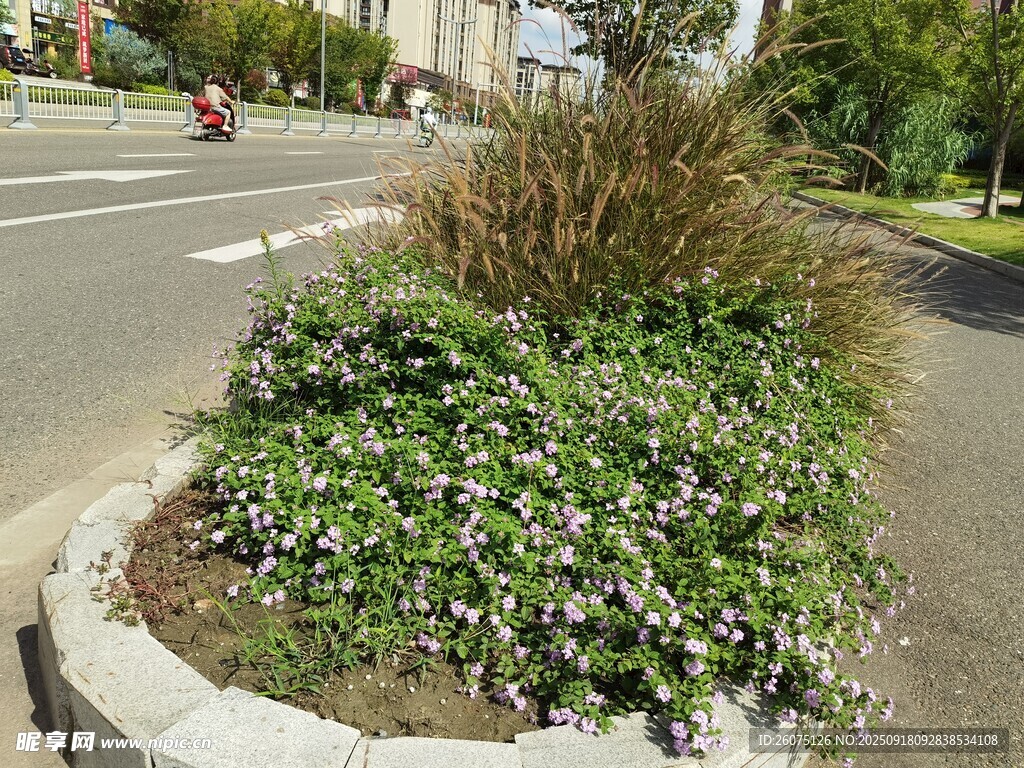 路邊花壇綠植景觀