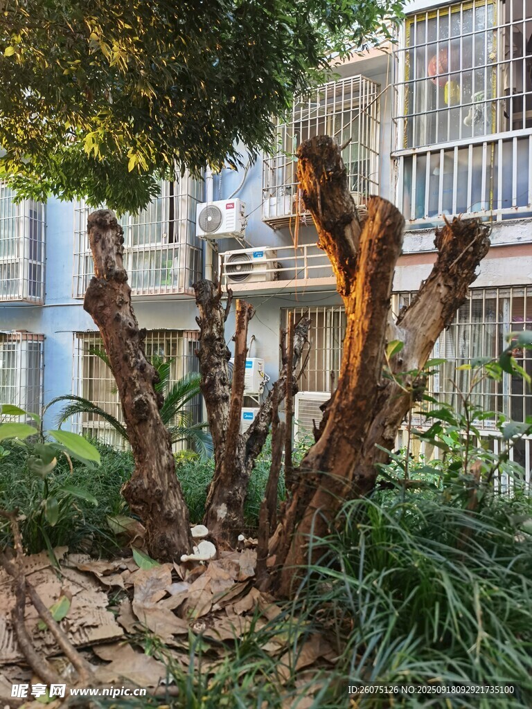獨(dú)特造型的戶外樹(shù)根樹(shù)樁