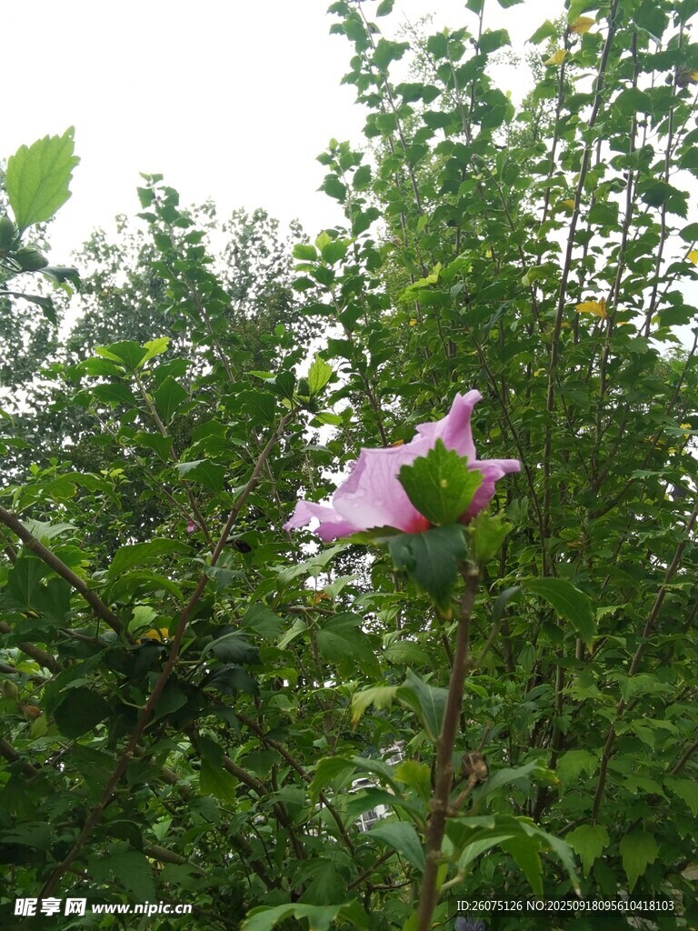 林間綻放的粉色木槿花