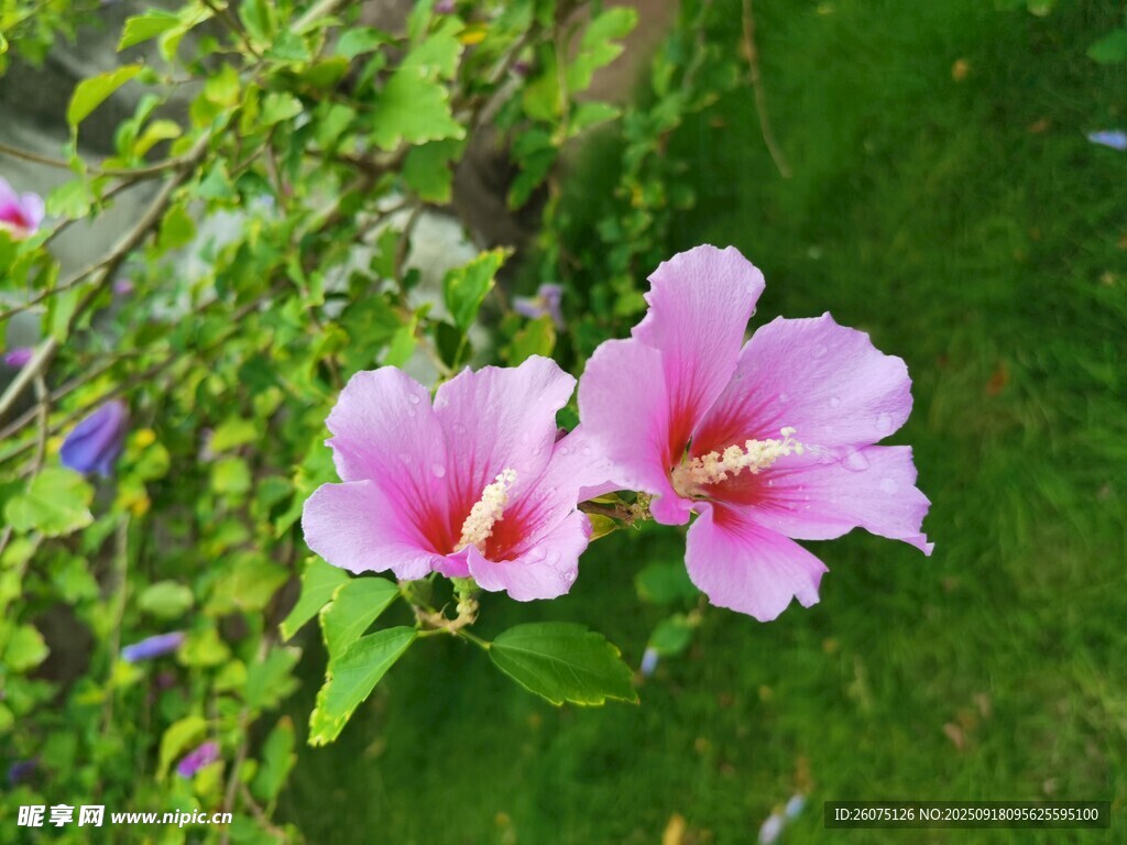 兩朵嬌艷木槿花
