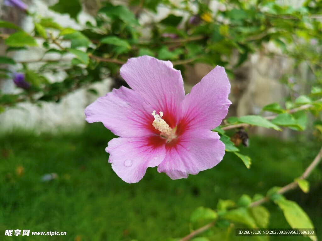 嬌艷木槿花