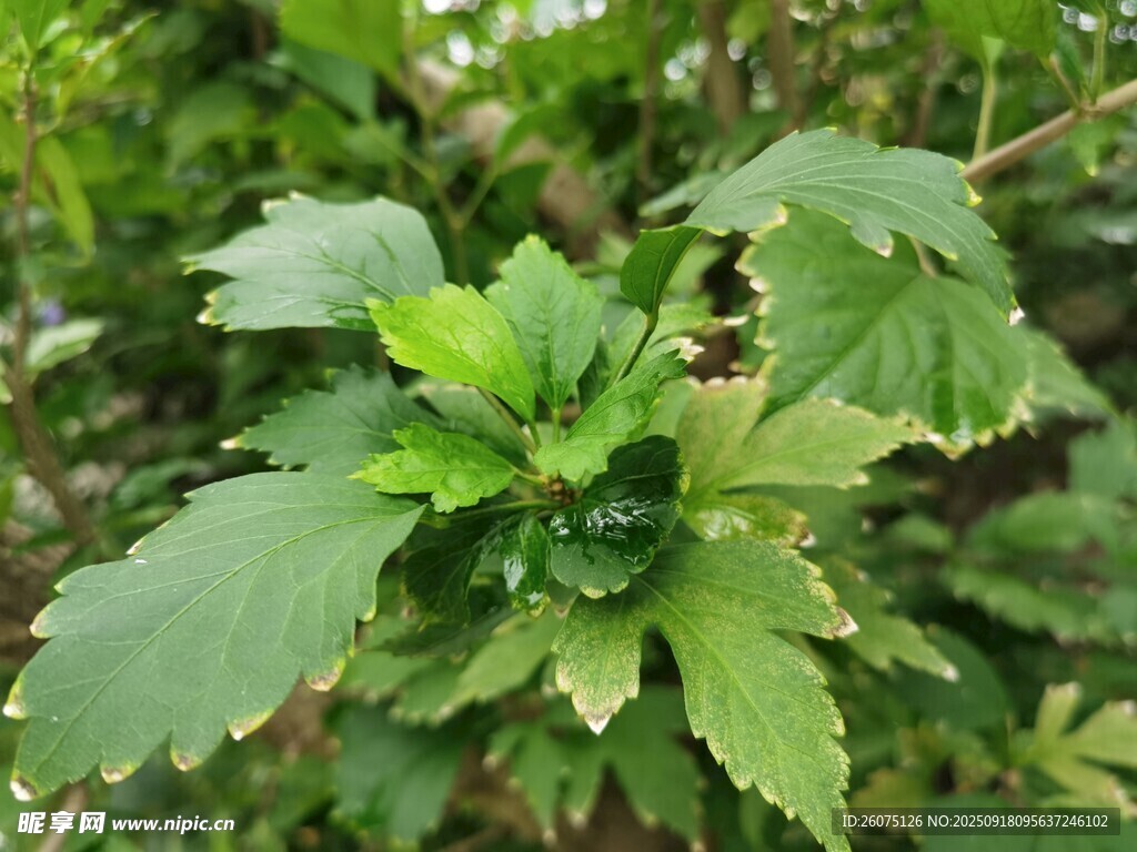 嫩綠葉片特寫