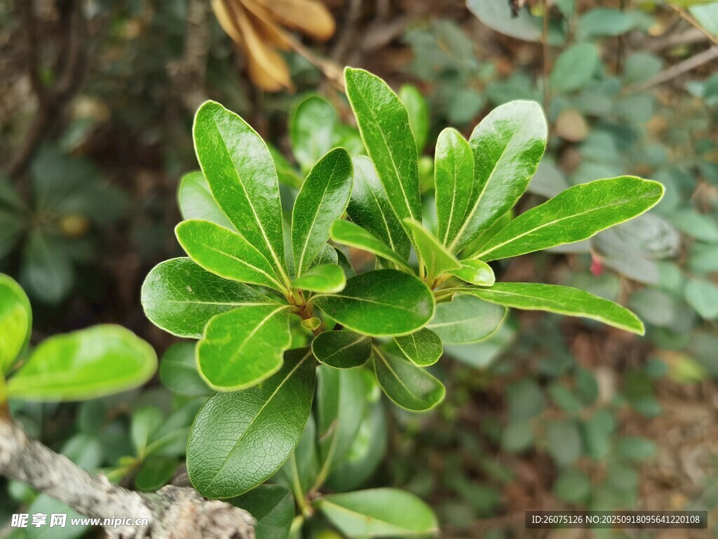 翠綠葉片的生機(jī)植物