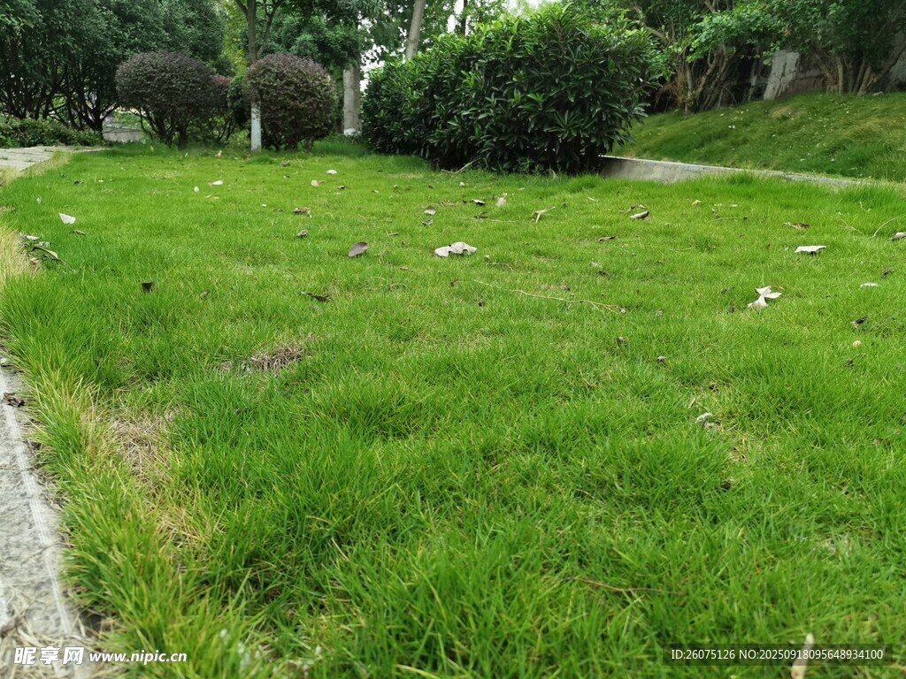 翠綠草地自然清新景致