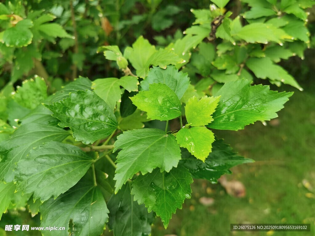 翠綠鮮嫩的植物葉片