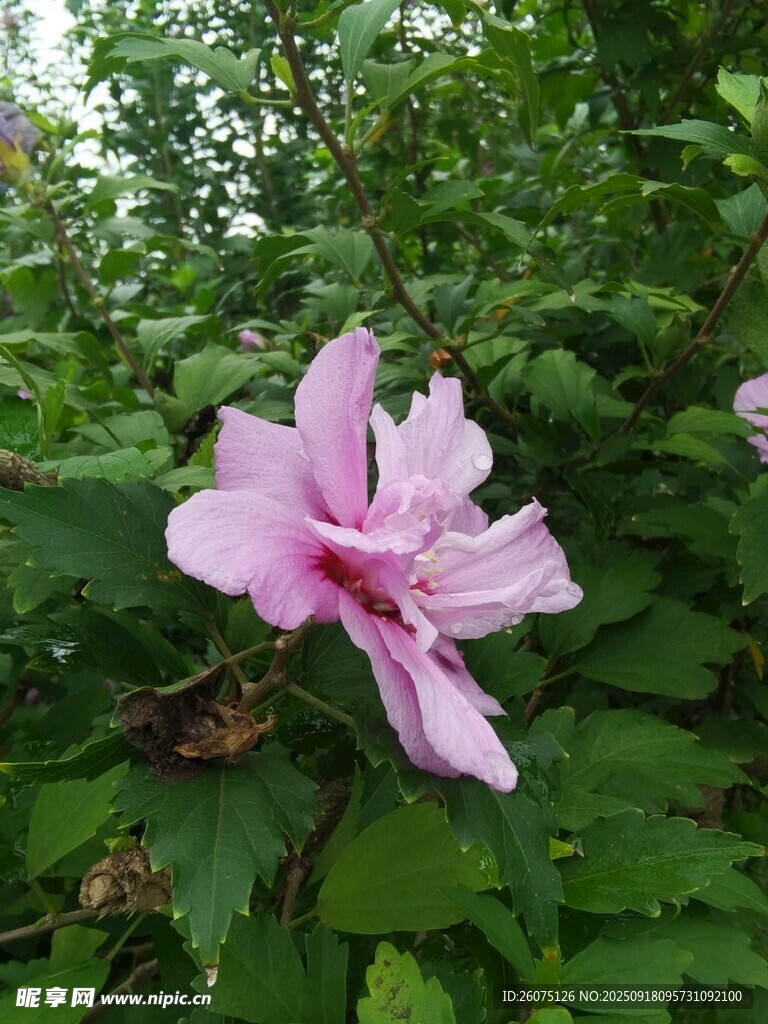 嬌艷粉色木槿花綻放