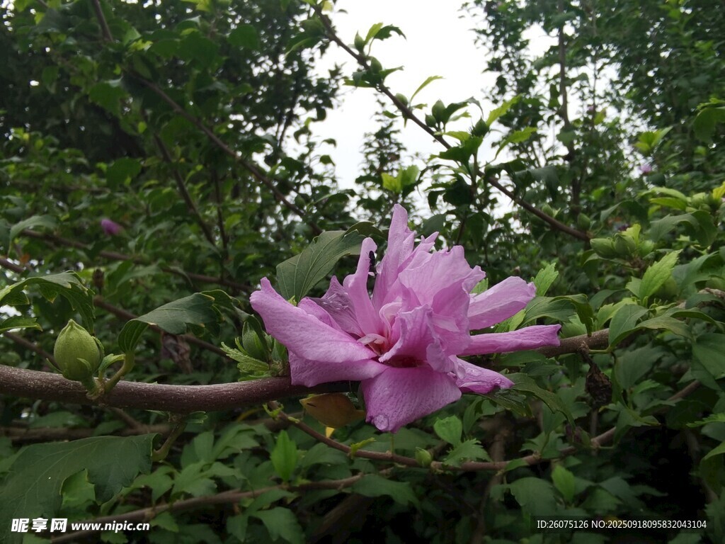 枝頭綻放的嬌艷粉色花朵